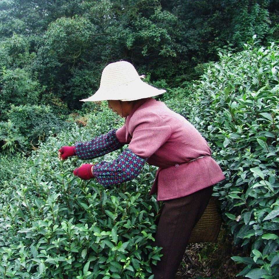 Chinese Green Tea - Unoxidized Green Teas from China | Drink Great Tea