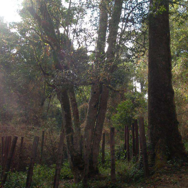 1700+ Year Old Tree in Ba Da