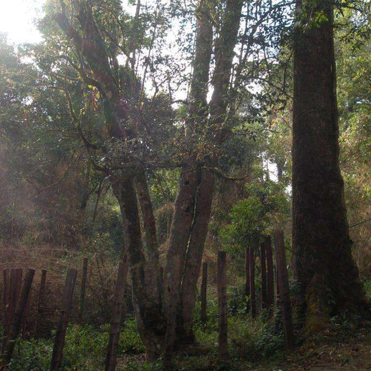 1700+ Year Old Tree in Ba Da