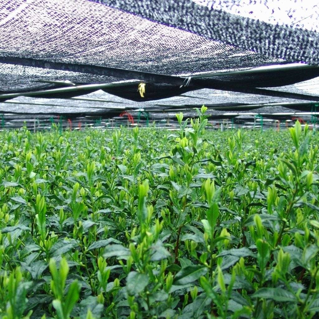 Tea Plants