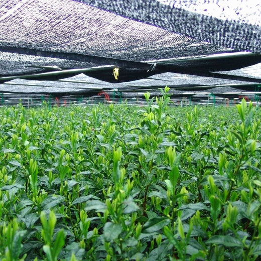 Tea Plants