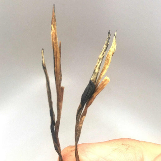 Tan Yang Jin Zhen Golden Needle Black Tea