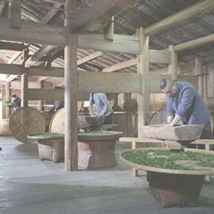 Lapsang Souchong Processing