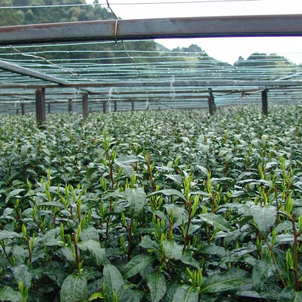 Tea Plants