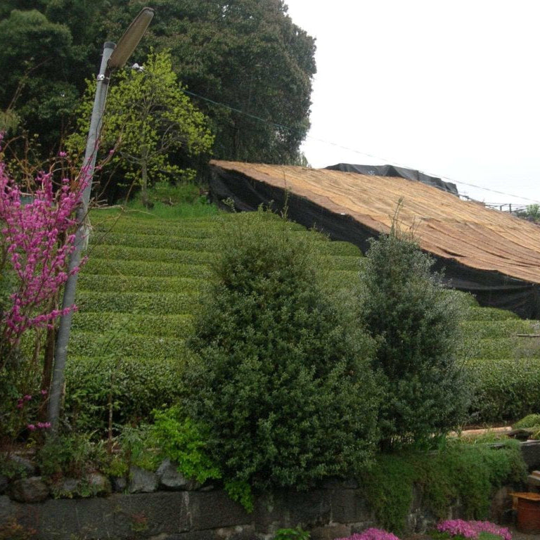 Tea Fields