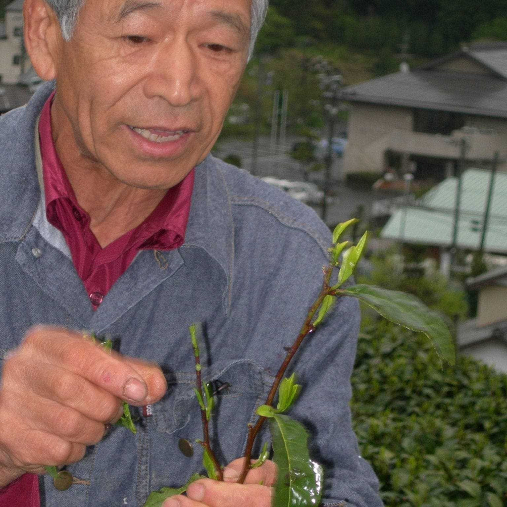 Tea Harvesting