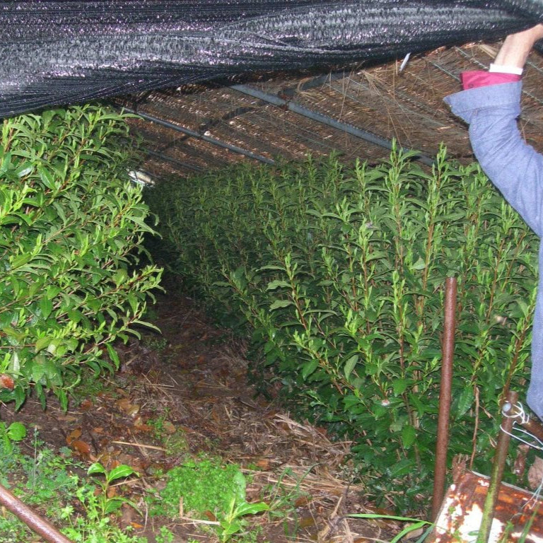 Tea Growing