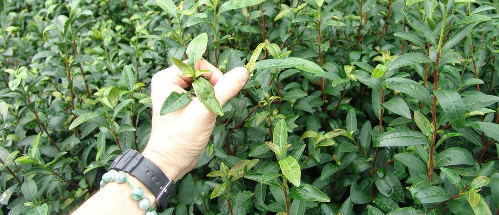 Wondering Where Different Tea Types Come From?