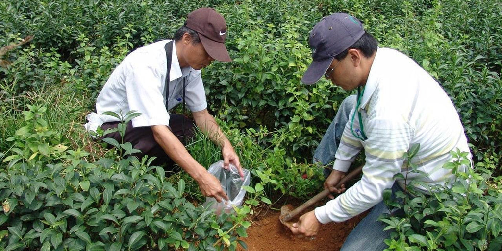 Should I Only be Buying Organic Tea?
