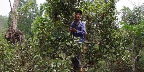 Step Back in Time and Appreciate the History of Tea