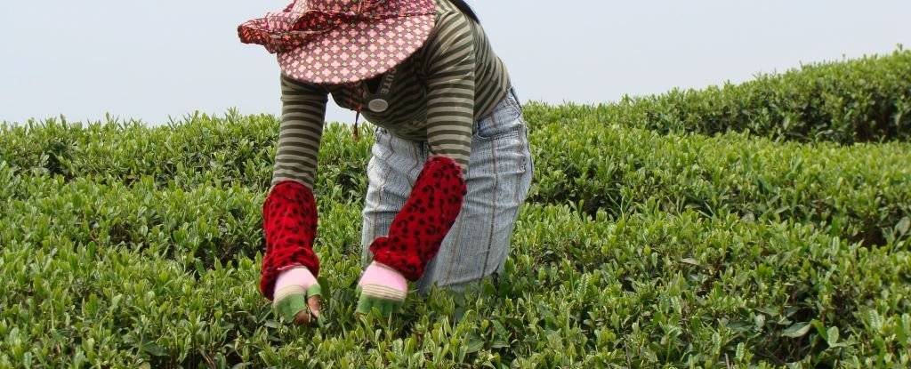 Harvesting Green Tea