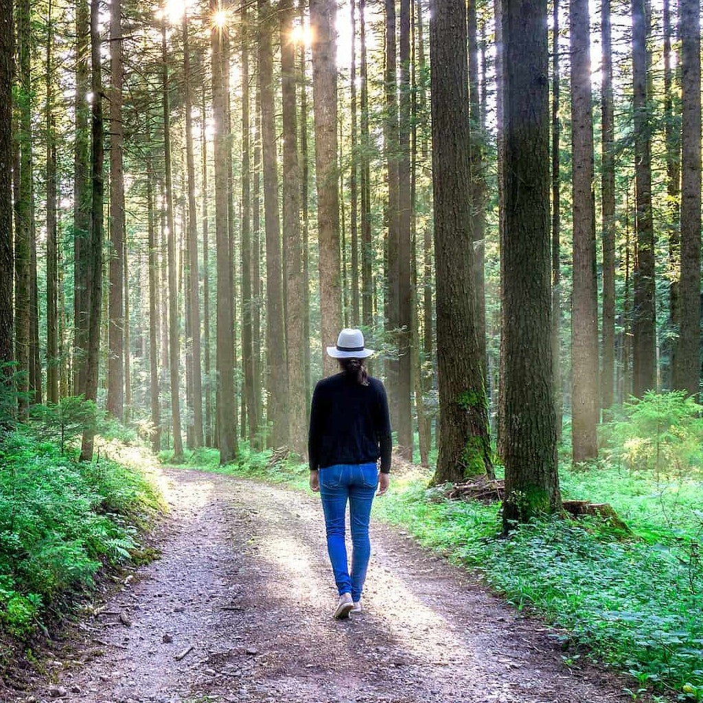 Forest Walk