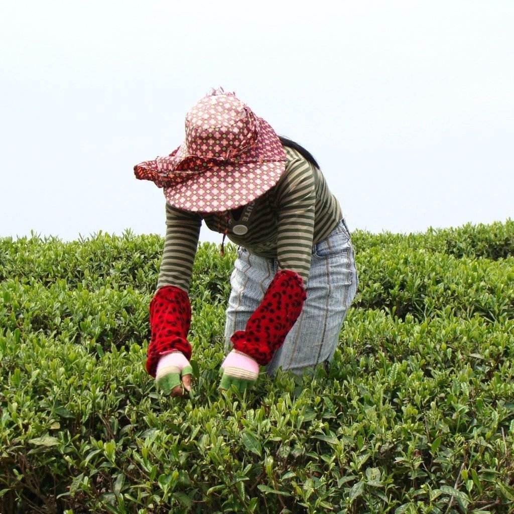 Tea Harvesting White Tea