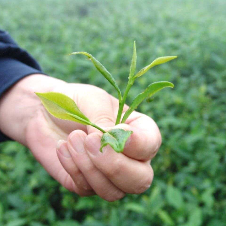 Bai Hao Yin Zhen Silver Needle White Tea Bud