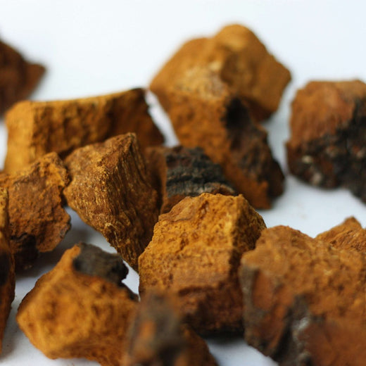 Chaga Mushroom