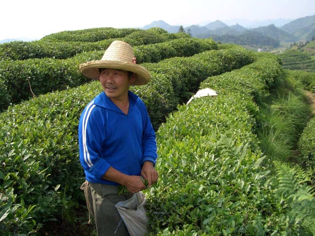 Harvesting Tea