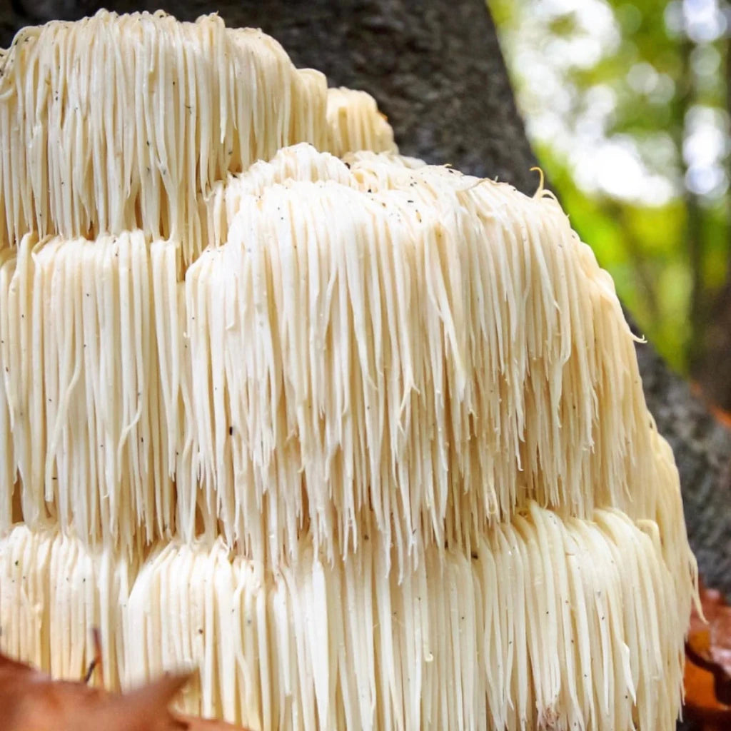 Lions Mane Mushroom