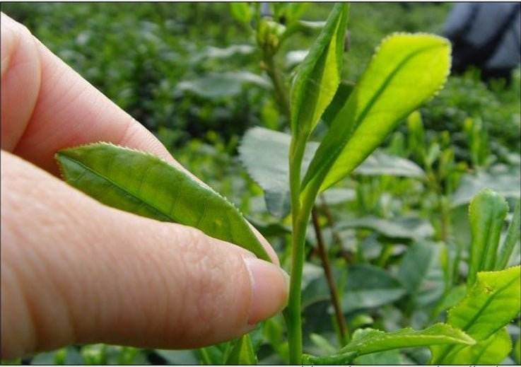 Lu An Gua Pian Tea Plant