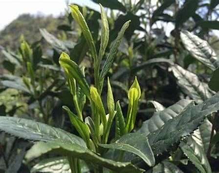 Camellia Sinensis Leaves and Buds