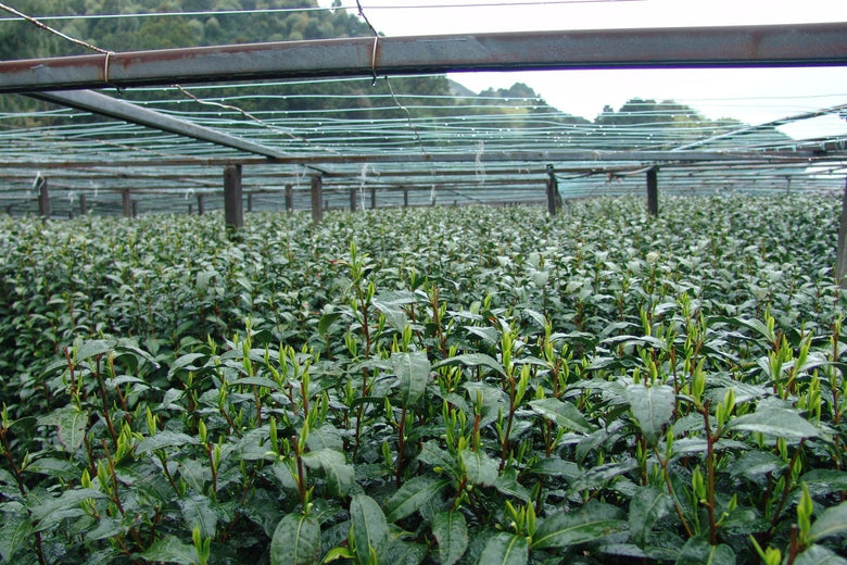 Okabe Gyokuro...Shade growing for a month before harvesting yields tea like none other in the world. - Drink Great Tea